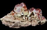 Cluster Of Lustrous Red Vanadinite Crystals - Morocco #51286-1